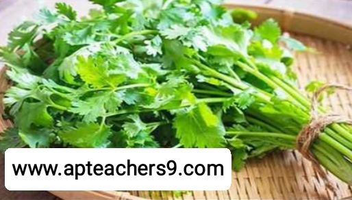 These are the health benefits of eating coriander : కొత్తిమీర తింటే కలిగే ఆరోగ్య ప్రయోజనాలివే 2022@APTeachers  coriander leaf benefits coriander medicinal uses coriander leaves boiled water benefits coriander benefits and side effects coriander benefits for skin benefits of coriander leaves for hair coriander for males how to make coriander water is smoking sugar harmful sugar vs cigarettes deaths is sugar more dangerous than alcohol and tobacco is it harder to quit smoking or sugar similarities between sugar and tobacco it is known to many that for health smoking is but consumption of sugar is equally bad sugar is as bad for you as cigarettes meaning in tamil smoking sugar in a pipe 17 benefits of mustard seed 5 uses of mustard 10 uses of mustard how much mustard should i eat a day benefits of chewing mustard seed mustard seeds side effects dijon mustard health benefits benefits of yellow mustard how much black pepper per day for weight loss how to use black pepper for weight loss lemon and black pepper for weight loss does black pepper help in weight loss cinnamon and black pepper for weight loss curd with black pepper for weight loss how to make black pepper tea for weight loss black pepper weight gain precautions to be taken during winter season how to stay healthy during winter season precautions for winter season in india how to protect your body in winter season winter safety tips for employees safety tips for winter season winter health problems health tips for winter 2021 pumpkin benefits side effects green pumpkin benefits pumpkin seeds benefits for female is pumpkin good for digestion pumpkin benefits for skin is pumpkin good for weight loss how to eat pumpkin benefits of pumpkin soup green peas benefits green peas side effects yellow matar benefits dry matar benefits white matar benefits green peas protein green peas contains benefits of matar in hindi list foods to avoid kidney stones how to dissolve kidney stones list of foods that cause kidney stones how to avoid kidney stones kidney stone diet chart supplements to prevent kidney stones vegetables to avoid for kidney stones what causes kidney stones best time to drink fruit juice in a day best time to drink juice for weight loss best time to drink mosambi juice when is the best time to juice morning or night best time to drink juice for glowing skin best time to drink juice for weight gain best time to drink orange juice in a day what is the best time to drink vegetable juice why does my bottom lip split in the middle dry lips vitamin deficiency cracked lips causes can chapped lips be a sign of something serious chapped lips meaning dry cracked lips that won't heal why are my lips so dry even when i drink water how to cure chapped lips fast winter foods list vegetables to eat in winter in india top 10 winter foods what to eat in winter to keep warm best food to eat in winter in india fruits to avoid in winter avoid food in winter season what we eat and drink in winter season how to protect child from cold weather how to keep your family healthy during winter 5 ways to stay safe in the snow winter health tips for students what to do with baby on cold day safety tips for winter season winter safety tips 2021 wintercare for kids disadvantages of matka water earthen pot water side effects drinking water from clay pot benefits benefits of matka water benefits of matka water for skin how earthen pots help in purifying water how to clean clay pots for drinking water clay pot water ph level how to cure gerd permanently high stomach acid symptoms gerd foods to avoid what fruit is good for acid reflux foods that reduce stomach acid how to get rid of acid reflux in throat fast what to drink for acid reflux 7-day acid reflux diet pdf focal hyperhidrosis how to stop excessive sweating all over body naturally how to stop sweating on face how i cured my hyperhidrosis how to stop sweating underarms naturally how to stop underarm sweating permanently what is excessive sweating a sign of products to stop armpit sweating what comes out during a colon cleanse how to clean out bowels quickly 1 day colon cleanse overnight colon cleanse colon cleanse weight loss results best colon cleanse drink how often should you cleanse your colon colon cleanse pills is taking a bath late at night dangerous late night shower can cause death advantages and disadvantages of taking a bath at night benefits of showering at night vs morning taking a bath at night can cause anemia benefits of showering in the morning can taking a shower at night cause a stroke does taking a bath at night lowers blood pressure what foods help repair kidneys how can i improve my kidney function naturally how to keep kidneys healthy foods to avoid for kidney health healthy kidneys signs how to check your kidney health at home best exercise for kidney health can kidneys heal side effects of drinking cold water disadvantages of drinking cold water in the morning does drinking cold water increase weight effect of cold water on male is cold water bad for your kidneys drinking cold water in the morning on an empty stomach is drinking cold water bad for your heart effect of cold water on bones how to make fenugreek water fenugreek water for hair fenugreek seeds soaked in water overnight side effects how to drink fenugreek water fenugreek water for weight loss fenugreek water side effects fenugreek water for periods boiled fenugreek water benefits  hair loss treatment which vitamin deficiency causes hair loss hair loss causes best hair loss treatment female hair loss treatment reason of hair fall in female hair loss women hair fall reasons in male mediterranean diet recipes mediterranean diet food list mediterranean diet 7-day meal plan pdf mediterranean diet weight loss how to start mediterranean diet mediterranean diet breakfast mediterranean diet pdf mediterranean diet for men black rice benefits black rice in india black rice side effects black rice price black rice recipe black rice near me black rice calories black rice protein organ donation time limit after death organ donation registration organ donation registration india 3 reasons why organ donation is important organ donation india how to donate organs after death organ donation rules reasons why you shouldn't be an organ donor Keto diet plan free PDF 7-day keto meal plan pdf Keto diet plan Indian Women's keto diet plan free Keto food list Female keto diet plan PDF 30 day ketogenic diet plan pdf free Keto diet plan for beginners Epileptic seizure Epilepsy attack Epilepsy definition Can epilepsy be cured Types of epilepsy Epilepsy cause Types of epilepsy and symptoms Fits disease what is the most important vitamin for your body daily intake of vitamins and minerals chart types of vitamins and their functions what vitamins do i need daily what are vitamins what are the 13 types of vitamins essential vitamins and minerals what are essential vitamins how to use a cooler as a fridge can we use air cooler without water how to use air cooler with water how to use air cooler in closed room how to use air cooler effectively uses of air cooler air cooler hacks how to use air cooler with ice how long is water safe in plastic bottles? Side effects of drinking water in plastic bottles which plastic bottles are safe for drinking water? Harmful effects of plastic water bottles on humans How to avoid drinking water from plastic bottles Plastic bottle poisoning symptoms How many times can you reuse a plastic water bottle Why you should not reuse plastic water bottles benefits of squeezing lemon on food what happens when you drink lemon water for 7 days disadvantages of drinking lemon water daily side effects of lemon for female what are the benefits of drinking lemon water benefits of lemon lemon side effects lemon benefits and side effects coconut water benefits for female benefits of drinking coconut water daily coconut water side effects drinking coconut water for 7 days benefits of coconut water for skin what happens if i drink coconut water everyday benefits of drinking coconut water empty stomach Disadvantages of storing water in copper vessel How much copper water to drink per day Copper water bottle poisoning Copper water benefits for skin whitening Pros and cons of drinking copper water Benefits of copper water Copper water Bottle Benefits of copper water Ayurveda 10 reasons to wake up in the morning 10 benefits of early rising what is the best time to wake up early in the morning why should we wake up early in the morning benefits of waking up early in the morning essay benefits of waking up before sunrise disadvantages of waking up early scientific benefits of waking up early fermented rice side effects pazhankanji side effects is fermented rice water acidic or alkaline fermented rice for weight gain fermented rice benefits benefits of eating rice in the morning fermented rice with curd benefits fermented rice for acid reflux taati munjalu in english taati munjalu season ice apple benefits taati munjalu near me taati munjalu during pregnancy taati munjalu in hindi taati munjalu in telugu ice apple benefits and side effects how to lose weight in 7 days fastest way to lose weight for woman how to lose weight naturally how to lose weight fast weight loss tips extreme weight loss methods weight loss tips at home how to lose weight in a week skin care tips in summer at home summer night skin care routine top 10 skin care tips for summer summer skin care routine summer skin care routine for teenage girl skin care tips for summer in india summer skin care products how to take care of oily skin in summer naturally why do mosquitoes bite me and not my husband how to be less attractive to mosquitoes mosquitoes don't bite cancer why do mosquitoes like type o blood why do i get so many mosquito bites on my legs are mosquitoes attracted to carbon dioxide why are mosquitoes attracted to me why do mosquitoes bite ankles pumpkin benefits side effects benefits of pumpkin soup is pumpkin good for digestion pumpkin benefits for skin benefits of green pumpkin is pumpkin good for weight loss pumpkin seeds benefits for female how to eat pumpkin benefits of sugarcane sexually sugarcane juice benefits for female sugarcane juice benefits and disadvantages benefits of sugarcane juice sugarcane juice is heat or cold for body benefits of sugarcane to woman sugarcane juice disadvantages benefits of sugarcane juice for weight loss side effects of tea on bones is green tea harmful for bones what kind of tea is good for osteoporosis is black tea good for bones tea and calcium absorption tea and osteoporosis is ginger tea good for osteoporosis green tea and calcium absorption spiritual benefits of walking barefoot 5 health benefits of walking barefoot benefits of walking barefoot on earth disadvantages of walking barefoot benefits of walking barefoot at home walking barefoot meaning benefits of walking barefoot on grass in the morning effects of walking barefoot on cold floor why hot food items should not be packed in polythene bags effects of eating high temperature food hot food in polythene bags 2 ways to never cool food hot food in plastic bags can cause cancer what happens if you drink hot and cold at the same time proper cooling methods for food what are three safe methods for cooling food? benefits of eating porridge everyday porridge benefits for skin benefits of eating porridge in the morning i ate oatmeal every morning for a month-here's what happened disadvantages of eating oats benefits of porridge for weight loss benefits of oats with milk benefits of eating porridge at night is taking a bath late at night dangerous bathing at night benefits taking a bath at night can cause anemia late night shower can cause death best time to bath at night advantages and disadvantages of taking a bath at night benefits of warm bath at night taking a bath at night is not good for your health brainly describe how we can keep ourselves fit and healthy simple health tips 10 tips for good health 100 health tips natural health tips health tips for adults health tips 2021 health tips of the day simple health tips for everyday living healthy tips simple health tips for students 100 simple health tips healthy lifestyle tips health tip of the week simple health tips for everyone simple health tips for everyday living 10 tips for a healthy lifestyle pdf 20 ways to stay healthy 5-minute health tips 100 health tips in hindi simple health tips for everyone 100 health tips pdf 100 health tips in tamil 5 tips to improve health natural health tips for weight loss natural health tips in hindi simple health tips for everyday living 100 health tips in hindi health in hindi daily health tips 10 tips for good health how to keep healthy body 20 health tips for 2021 health tips 2022 mental health tips 2021 heart health tips 2021 health and wellness tips 2021 health tips of the day for students fun health tips of the day mental health tips of the day healthy lifestyle tips for students health tips for women simple health tips 10 tips for good health 100 health tips healthy tips in hindi natural health tips health tips for students simple health tips for everyday living health tip of the week healthy tips for school students health tips for primary school students health tips for students pdf daily health tips for school students health tips for students during online classes mental health tips for students simple health tips for everyone health tips for covid-19 healthy lifestyle tips for students 10 tips for a healthy lifestyle healthy lifestyle facts healthy tips 10 tips for good health simple health tips health tips 2021 health tips natural health tips 100 health tips health tips for students simple health tips for everyday living 6 basic rules for good health 10 ways to keep your body healthy health tips for students simple health tips for everyone 5 steps to a healthy lifestyle maintaining a healthy lifestyle healthy lifestyle guidelines includes simple health tips for everyday living healthy lifestyle tips for students healthy lifestyle examples 10 ways to stay healthy 100 health tips 5 ways to stay healthy 10 ways to stay healthy and fit simple health tips simple health tips for everyday living health tips for students health tips in hindi beauty tips health tips for women health tips bangla health tips for young ladies 10 best health tips female reproductive health tips women's day health tips health tips in kannada women's health tips for heart, mind and body women's health tips for losing weight healthy woman body beauty tips at home beauty tips natural beauty tips for face beauty tips for girls beauty tips for skin beauty tips of the day top 10 beauty tips beauty tips hindi health tips for school students health tips for students during exams five ways of maintaining good health 10 ways to stay healthy at home ways to keep fit and healthy 6 tips to stay fit and healthy how to stay fit and healthy at home 20 ways to stay healthy ways to keep fit and healthy essay 5 ways to stay healthy essay 10 ways to stay healthy at home write five points to keep yourself healthy 5 ways to stay healthy during quarantine 10 tips for a healthy lifestyle healthy lifestyle essay unhealthy lifestyle examples 5 steps to a healthy lifestyle healthy lifestyle article for students talk about healthy lifestyle healthy lifestyle benefits healthy lifestyle for students in school healthy tips for school students importance of healthy lifestyle for students health tips for students during online classes health tips for students pdf health and wellness for students healthy lifestyle for students essay healthy lifestyle article for students 10 ways to stay healthy and fit ways to keep fit and healthy essay 6 tips to stay fit and healthy how to stay fit and healthy at home what are the best ways for students to stay fit and healthy how to keep body fit and strong on the basis of the picture given below,  how to be fit in 1 week write 10 rules for good health golden rules for good health health rules most important things you can do for your health how to keep your body healthy and strong five ways of maintaining good health mental health tips 2022 top 10 tips to maintain your mental health mental health tips for students self-care tips for mental health mental health 2022 fun activities to improve mental health 10 ways to prevent mental illness how to be mentally healthy and happy world heart day theme 2021 world heart day 2021 health tips news world heart day wikipedia world heart day 2020 world heart day pictures world heart day theme 2020 happy heart day 5 ways to prevent covid-19 best food for covid-19 recovery 10 ways to prevent covid-19 covid-19 health and safety protocols precautions to be taken for covid-19 covid-19 diet plan pdf safety measures after covid-19 precautions for covid-19 patient at home how to keep reproductive system healthy 10 ways in keeping the reproductive organs clean and healthy why is it important to keep your reproductive system healthy how to take care of your reproductive system male what are the proper ways of taking care of the female reproductive organs male ways of taking care of reproductive system ppt taking care of reproductive system grade 5 prevention of reproductive system diseases proper ways of taking care of the reproductive organs ways of taking care of reproductive system ppt how to take care of reproductive system male what are the proper ways of taking care of the female reproductive organs care of male and female reproductive organs? why is it important to take care of the reproductive organs the following are health habits to keep the reproductive organs healthy which one is care of male and female reproductive organs? what are the proper ways of taking care of the female reproductive organs ways of taking care of reproductive system ppt ways to take care of your reproductive system why is it important to take care of the reproductive organs taking care of reproductive system grade 5 how to take care of your reproductive system poster what are the proper ways of taking care of the female reproductive organs taking care of reproductive system grade 5 what are the proper ways of taking care of the male reproductive organs care of male and female reproductive organs? female reproductive system - ppt presentation female reproductive system ppt pdf reproductive system ppt anatomy and physiology reproductive system ppt grade 5 talk about healthy lifestyle cue card importance of healthy lifestyle importance of healthy lifestyle speech what is healthy lifestyle essay healthy lifestyle habits my healthy lifestyle healthy lifestyle essay 100 words healthy lifestyle short essay healthy lifestyle essay 150 words healthy lifestyle essay pdf benefits of a healthy lifestyle essay healthy lifestyle essay 500 words healthy lifestyle essay 250 words  precautions to be taken during winter season precautions to be taken for cold cold weather precautions for home how to stay healthy during winter season how to protect your body in winter season what things should we keep in mind to stay healthy in the winter  safety tips for winter season in india how to take care of yourself during winter seasonal diseases list seasonal diseases in india seasonal diseases and precautions seasonal diseases in telugu seasonal diseases in india pdf seasonal diseases pdf 4 seasonal diseases rainy season diseases and prevention 10 things not to do after eating i ate too much and now i want to vomit how to ease your stomach after eating too much how to digest faster after a heavy meal what to do after overeating at night how to detox after eating too much i ate too much today will i gain weight i don't feel good after i eat calcium fruits for bones fruits for bone strength how to increase bone strength naturally bone strengthening foods how to increase bone calcium best fruit juice for bones calcium-rich foods for bones vitamins for strong bones and joints black pepper uses and benefits how much black pepper per day benefits of eating black pepper empty stomach black pepper with hot water benefits side effects of black pepper benefits of black pepper and honey pepper benefits turmeric with black pepper benefits how to protect eyes from mobile screen naturally how to protect eyes from mobile screen during online classes glasses to protect eyes from mobile screen how to protect eyes from mobile and computer 5 ways to protect your eyes best eye protection mobile phone glasses to protect eyes from mobile screen flipkart how to protect eyes from computer screen can you die from eating too many almonds how many is too many almonds i eat 100 almonds a day symptoms of eating too many almonds almond skin dangers how many almonds should i eat a day why are roasted almonds bad for you how many almonds to eat per day for good skin amla for skin whitening amla for skin pigmentation how to use amla for skin can i apply amla juice on face overnight how to use amla powder for skin whitening amla face pack for pigmentation how to make amla juice for skin best amla juice for skin best n95 mask for covid n95 mask with filter n95 mask reusable best mask for covid where to buy n95 mask n95 mask price 3m n95 mask kn95 vs n95 how many dates to eat per day dates benefits sexually dates benefits for sperm benefits of dates for men benefits of khajoor for skin dates benefits for skin is dates good for cold and cough benefits of dates for womens how to cook mulberry leaves mulberry benefits mulberry leaves benefits for hair mulberry benefits for skin when to harvest mulberry leaves mulberry leaf extract benefits mulberry leaf tea benefits mulberry fruit side effects are recovered persons with persistent positive test of covid-19 infectious to others? if someone in your house has covid will you get it do i still need to quarantine for 14 days if i was around someone who has covid-19? how long will you test positive for covid after recovery what do i do if i’ve been exposed to someone who tested positive for covid-19? how long does coronavirus last in your system how long should i stay in home isolation if i have the coronavirus disease? positive covid test after recovery how to make coriander water can we drink coriander water at night how to make coriander water for weight loss coriander seed water side effects how to make coriander seeds water how to make coriander seeds water for thyroid coriander water for thyroid coriander leaves boiled water benefits 10 points on harmful effects of plastic 5 harmful effects of plastic harmful effects of plastic on environment harmful effects of plastic on environment in points how is plastic harmful to humans harmful effects of plastic on environment pdf single-use plastic effects on environment brinjal benefits and side effects disadvantages of brinjal brinjal benefits for skin brinjal benefits ayurveda brinjal benefits for diabetes uses of brinjal green brinjal benefits brinjal vitamins 10 ways to keep your heart healthy 5 ways to keep your heart healthy 13 rules for a healthy heart 20 ways to keep your heart healthy how to keep heart-healthy and strong heart-healthy foods heart-healthy lifestyle healthy heart symptoms daily massage with mustard oil mustard oil disadvantages benefits of mustard oil for skin why mustard oil is not banned in india benefits of mustard oil massage on feet benefits of mustard oil in cooking mustard oil massage benefits mustard oil benefits for brain side effects of mint leaves lungs cleaning treatment benefits of drinking mint water in morning mint leaves steam for face lungs cleaning treatment for smokers benefits of mint leaves how to use ginger for lungs how to clean lungs in 3 days Carrot juice benefits in telugu 17 benefits of mustard seed 5 uses of mustard 10 uses of mustard how much mustard should i eat a day mustard seeds side effects benefits of chewing mustard seed dijon mustard health benefits is mustard good for your stomach Benefits of Vaseline on face Vaseline on face overnight before and after Vaseline petroleum jelly for skin whitening 100 uses for Vaseline Does Blue Seal Vaseline lighten the skin Vaseline uses for skin 19 unusual uses for Vaseline Effect of petroleum jelly on lips barley pests and diseases how to use barley for diabetes diseases of barley ppt how to use barley powder barley benefits and side effects barley disease control barley diseases integrated pest management of barley how to sleep better at night naturally good sleep habits food for good sleep tips on how to sleep through the night how to get a good night sleep and wake up refreshed how to sleep fast in 5 minutes how to sleep through the night without waking up how to sleep peacefully without thinking how to use turmeric to boost immune system turmeric immune booster recipe turmeric immune booster shot raw turmeric vs powder 10 serious side effects of turmeric raw turmeric powder best time to eat raw turmeric raw turmeric benefits for liver best antibiotic for cough and cold name of antibiotics for cough and cold best medicine for cold and cough best antibiotic for cold and cough for child best tablet for cough and cold in india best cold medicine for runny nose cold and cough medicine for adults best cold and flu medicine for adults moringa leaf powder benefits what happens when you drink moringa everyday? side effects of moringa list of 300 diseases moringa cures pdf how to use moringa leaves what sickness can moringa cure how long does it take for moringa to start working can moringa cure chest pain how to use aloe vera to lose weight rubbing aloe vera on stomach how to prepare aloe vera juice for weight loss best time to drink aloe vera juice for weight loss how to use forever aloe vera gel for weight loss aloe vera juice weight loss stories how much aloe vera juice to drink daily for weight loss benefits of eating oranges everyday benefits of eating oranges for skin benefits of eating orange at night orange benefits and side effects benefits of eating orange in empty stomach orange benefits for men how many oranges a day to lose weight how many oranges should i eat a day is orthostatic hypotension dangerous orthostatic hypotension symptoms causes of orthostatic hypotension orthostatic hypotension in 20s orthostatic hypotension treatment orthostatic hypotension test how to prevent orthostatic hypotension orthostatic hypotension treatment in elderly what will happen if we drink dirty water for class 1 what are the diseases associated with water? which water is safe for drinking dangers of tap water 5 dangers of drinking bad water what happens if you drink contaminated water what to do if you drink contaminated water 5 ways to make water safe for drinking how long before bed should you turn off electronics side effects of using phone at night does screen time affect sleep in adults sleeping with phone near head why you shouldn't use your phone before bed screen time before bed research adults screen time doesn't affect sleep using phone at night bad for eyes how many tulsi leaves should be eaten in a day how to cure high blood pressure in 3 minutes tulsi leaves side effects tricks to lower blood pressure instantly what happens if we eat tulsi leaves daily high blood pressure foods to avoid what to drink to lower blood pressure quickly how to consume tulsi leaves why am i sleeping too much all of a sudden i sleep 12 hours a day what is wrong with me oversleeping symptoms causes of oversleeping how to recover from sleeping too much oversleeping effects is 9 hours of sleep too much why am i suddenly sleeping for 10 hours side effects of eating raw curry leaves how many curry leaves to eat per day benefits of curry leaves for hair curry leaves health benefits benefits of curry leaves boiled water curry leaves benefits and side effects how to eat curry leaves curry leaves benefits for uterus side effects of drinking cold water symptoms of drinking too much water does drinking cold water cause cold drinking cold water in the morning on an empty stomach does drinking cold water increase weight disadvantages of drinking cold water in the morning is drinking cold water bad for your heart effect of cold water on bones food for strong bones and muscles indian food for strong bones and muscles list five foods you can eat to build strong, healthy bones. medicine for strong bones and joints 2 factors that keep bones healthy Top 10 health benefits of dates Health benefits of dates Dry dates benefits for male Soaked dates benefits Dry dates benefits for female silver water benefits how much colloidal silver to purify water silver in water purification silver in drinking water health benefit of drinking hard water what is silver water silver ion water purifier colloidal silver poisoning how i cured my lower back pain at home how to relieve back pain fast how to cure back pain fast at home back pain home remedies drink how to cure upper back pain fast at home female lower back pain treatment what is the best medicine for lower back pain? one stretch to relieve back pain side effects of drinking salt water why is drinking salt water harmful benefits of drinking warm water with salt in the morning benefits of drinking salt water salt water flush didn't make me poop himalayan salt detox side effects when to eat after salt water flush 10 uses of salt water side effects of carbonated drinks harmful effects of soft drinks wikipedia disadvantages of soft drinks in points drinking too much pepsi symptoms drinking too much coke side effects effects of carbonated drinks on the body side effects of drinking coca-cola everyday harmful effects of soft drinks on human body pdf what happens if you don't breastfeed your baby baby feeding mother milk breastfeeding mother 14 risks of formula feeding is bottle feeding safe for newborn baby negative effects of formula feeding are formula-fed babies healthy breastfeeding vs bottle feeding breast milk what is the best cream for deep wrinkles around the mouth best anti aging cream 2021 scientifically proven anti aging products best anti aging cream for 40s what is the best wrinkle cream on the market? best anti aging cream for 30s best treatment for wrinkles on face best anti aging skin care products for 50s carbonated soft drinks market demand for soft drinks trends in carbonated soft drink industry carbonated soft drink market in india cold drink sales statistics soft drink sales 2021 soda industry market share of soft drinks in india 2021 how much tomato to eat per day 10 benefits of tomato eating tomato everyday benefits benefits of eating raw tomatoes in the morning disadvantages of eating tomatoes why are tomatoes bad for your gut eating tomato everyday for skin disadvantages of eating raw tomatoes green peas benefits for skin green peas benefits for weight loss green peas side effects green peas benefits for hair benefits of peas and carrots green peas calories green peas protein per 100g dry peas benefits benefits of walnuts for females benefits of walnuts for skin benefits of walnuts for male 15 proven health benefits of walnuts benefits of almonds how many walnuts to eat per day walnut benefits for sperm soaked walnuts benefits 5 health benefits of walking barefoot spiritual benefits of walking barefoot dangers of walking barefoot benefits of walking barefoot at home disadvantages of walking barefoot is walking barefoot at home bad benefits of walking barefoot on grass in the morning walking barefoot meaning how to cure asthma forever how to prevent asthma how to prevent asthma attacks at night asthma prevention diet what causes asthma how to stop asthmatic cough what is the best treatment for asthma how to avoid asthma triggers at home amaranth leaves side effects thotakura juice benefits thotakura benefits in telugu amaranth benefits amaranth benefits for skin amaranth benefits for hair red amaranth leaves side effects amaranth leaves iron content skin diseases list with pictures 5 ways of preventing skin diseases 10 skin diseases blood test for hair loss female symptoms of skin diseases common skin diseases hair loss after covid treatment and vitamins what do dermatologists prescribe for hair loss pomegranate benefits for female benefits of pomegranate for skin benefits of pomegranate seeds pomegranate benefits for men benefits of pomegranate juice how much pomegranate juice per day pomegranate juice side effects benefits of pomegranate leaves disadvantages of jaggery 33 health benefits of jaggery how much jaggery to eat everyday benefits of jaggery water vitamins in jaggery dark brown jaggery benefits jaggery benefits for sperm jaggery benefits for male                                                                                                                                                                                                mini oil mill project cost cooking oil manufacturing plant cost in india small oil mill plant cost in india oil mill project cost in india cooking oil manufacturing business plan pdf oil mill business profit how to start cooking oil business in india oil mill business plan in india