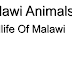 Wildlife Of Malawi - Malawi Animals