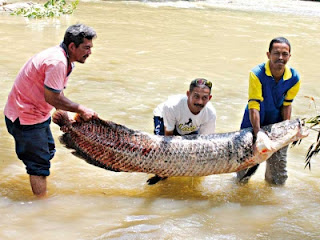 Ikan gergasi masuk kampung, Kampung Lubuk Pedati kecoh setelah menjumpai ikan gergasi iaitu jenis arapaima sepanjang, 