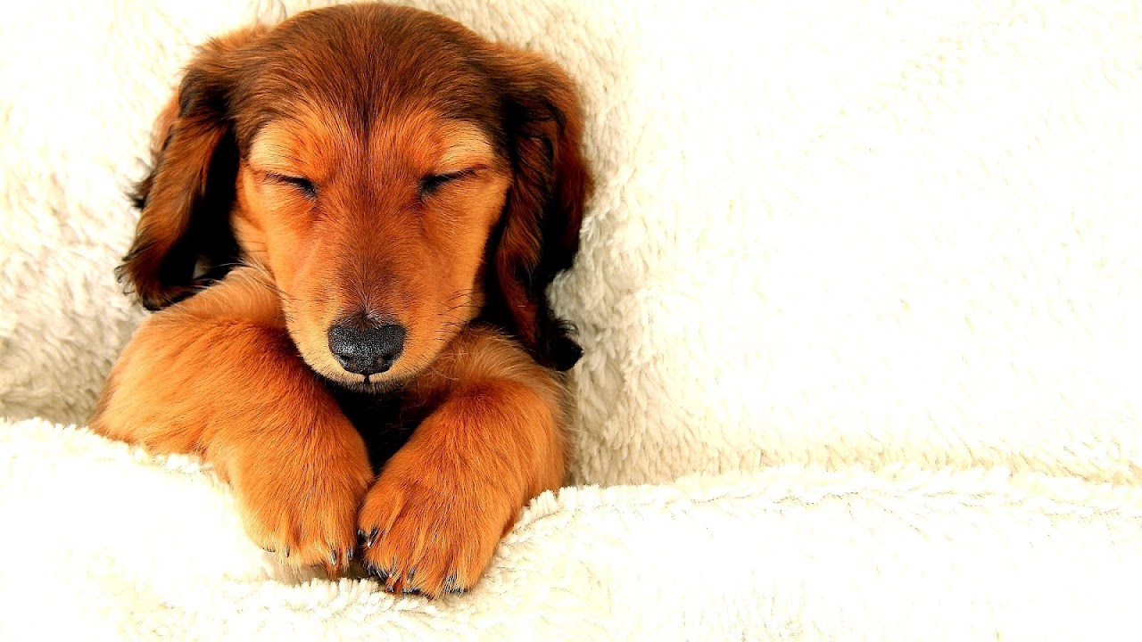 How To Get A Dog To Sleep