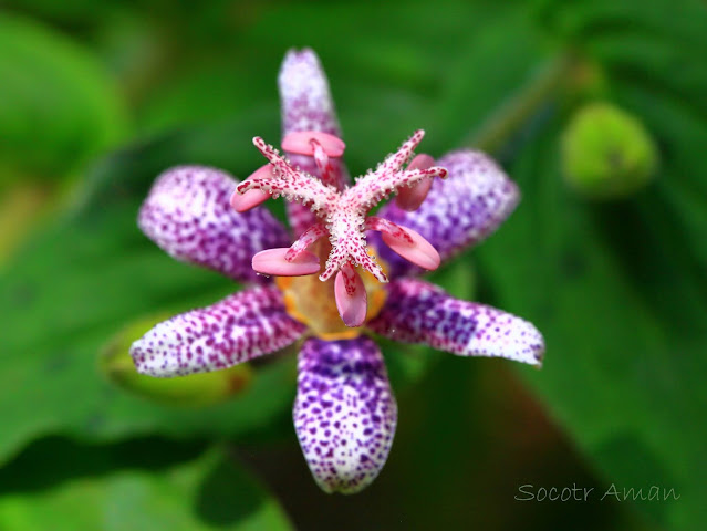 Tricyrtis hirta