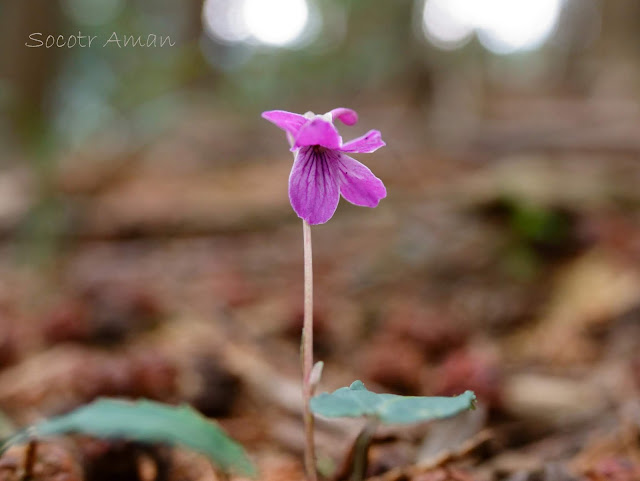 Viola violacea