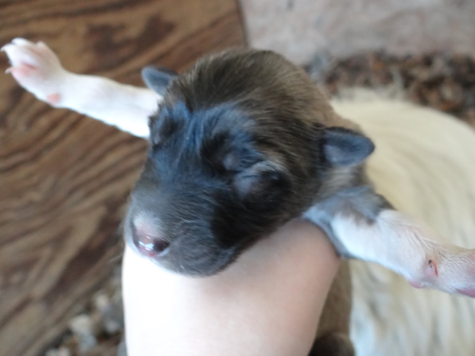 puppy