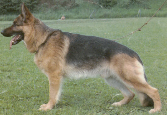 The German Shepherd