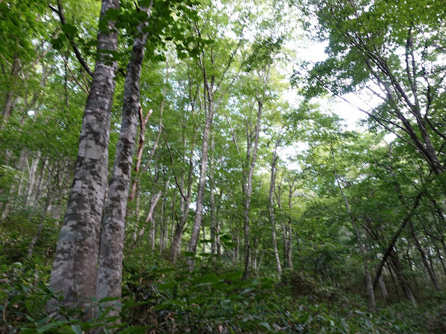 烏ヶ山登山道