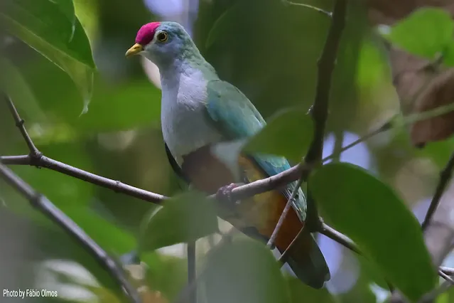 beautiful fruit dove in the forest of Indonesia