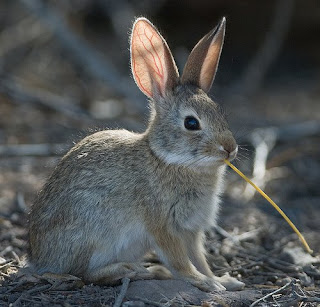 Desert Cottontail (Sylvilagus audubonii)