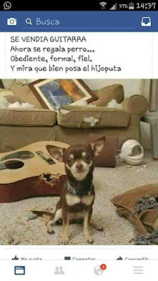 Se vendía guitarra, ahora se regala perro, obediente, formal, fiel, y mira qué bien posa el hijodeputa