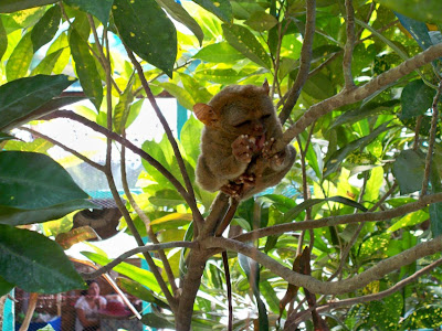 Tarsier