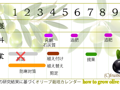 [最も欲しかった] オリーブ 品種 見分け方 165669-オリーブ 品種 見分け方