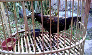 budidaya beternak ayam bekisar cemani hitam