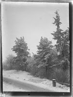 Bäume in Winterlandschaft - um 1905-1910