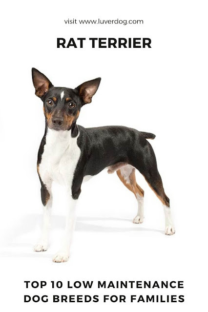 Rat Terrier