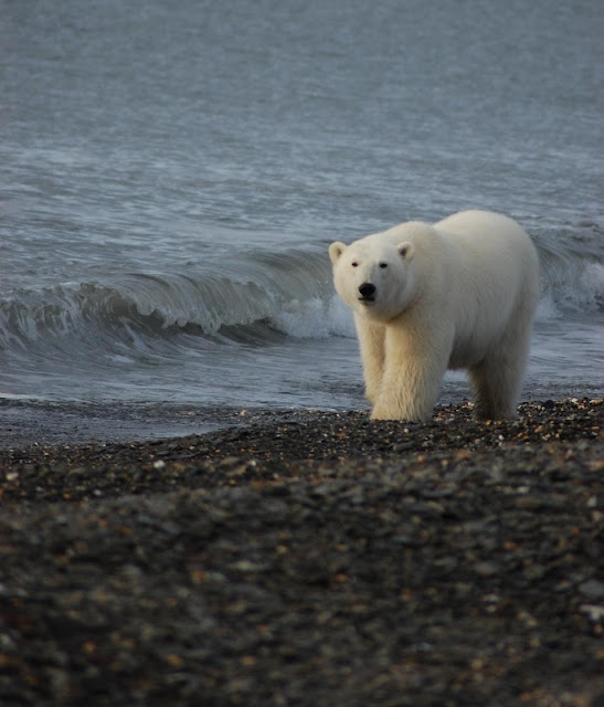  Not all polar bears are inwards the same dire province of affairs due to retreating sea H2O ice For You Information - First fit of US-Russia polar bears finds a salubrious population