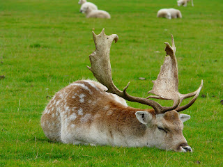 Fallow Deer, Tatton Park