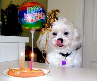 funny photo of dog and hot dog birthday cake with candles