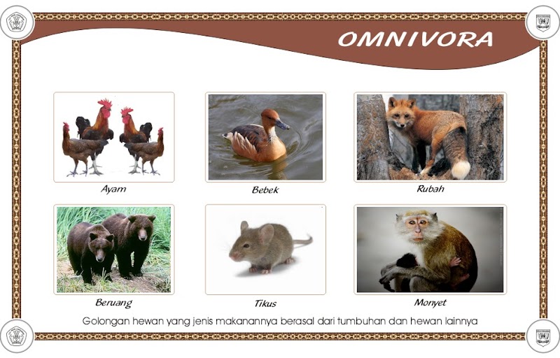 17+ Gambar Hewan Herbivora Karnivora Omnivora Dan Insektivora