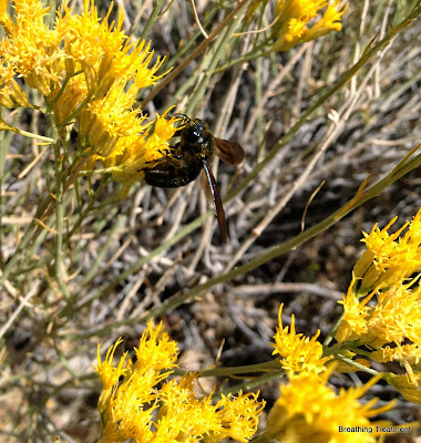 Bee on Ericameria