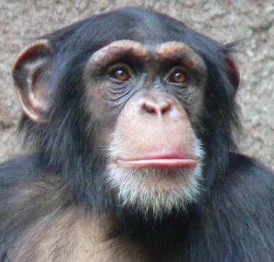 kera atau simpanse