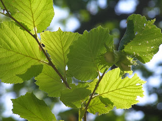 орех, лещина, дерево, фундук, растение