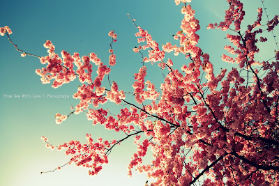 Spring Wallpaper HD