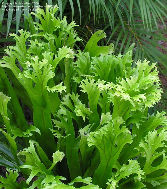 Bird Nest Fern