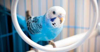 What birds are legal to keep as pets in the United States of America?