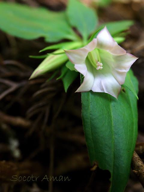 Tripterospermum japonicum