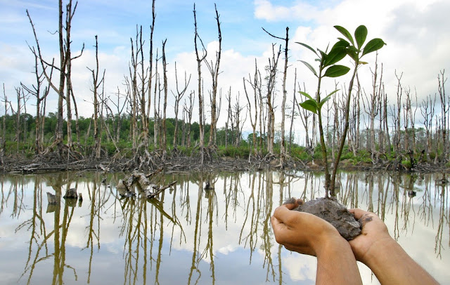 Kepelbagaian Bio Hutan Paya Bakau