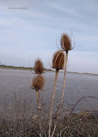 teasel theessexbirder