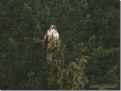 Bird archive photos 1223