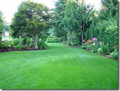 yard 8-6-13 009