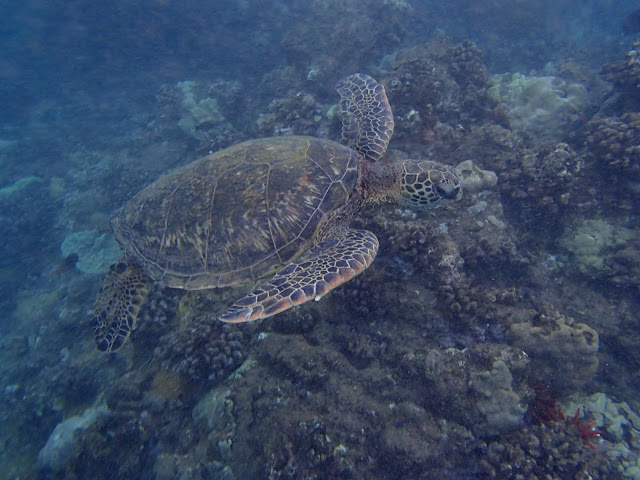 Hawaiian green sea turtle