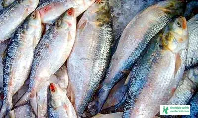 Hilsa Fish Image Download - How to Know Hilsa Fish - Hilsa Fish Price 2023 - elish mas - NeotericIT.com - Image no 2