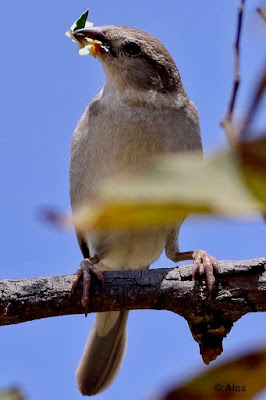 "House Sparrow - Passer domesticus,perched on a branch with nest building material in its beak."