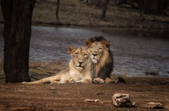 All about of Gir National Park (Sasan Gir) - Travel & History