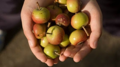 Kristin Holt | Victorian America's Crabapple Jelly and Preserves. Photo: many crabapples in a person's cupped hands, courtesy of Pinterest.