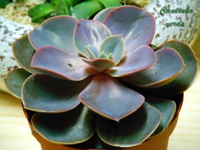 Como cuidar a Echeveria ou Rosa de pedra