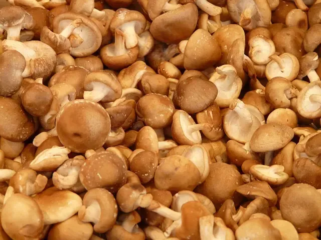 shiitake mushroom benefits Its uses, and warnings of use