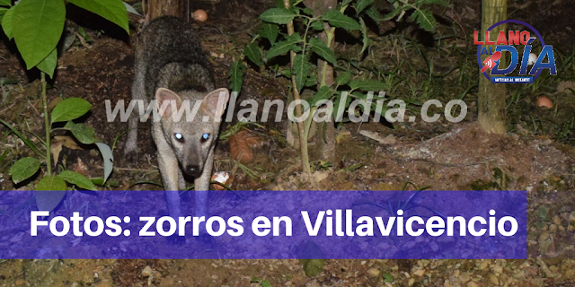 EN FOTOS: LOS ZORROS PERRUNOS QUE LLEGAN A VILLAVICENCIO