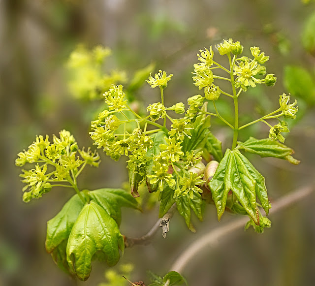 Close up of Field Maple Flowers