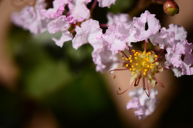 Lagerstroemia "Rhapsody in Pink"