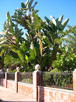 Bird Of Paradise Palm Tree