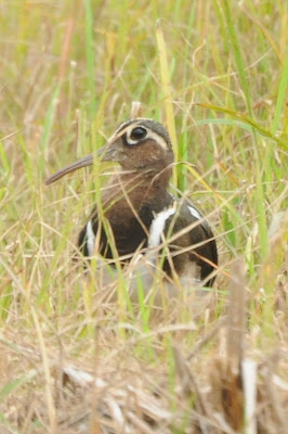 Greater Painted Snipe (Rostratula benghalensis)