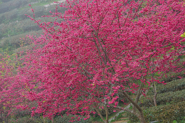 南投竹山八卦茶園昭和櫻花林粉紅香水櫻和八重櫻盛開，賞花好去處