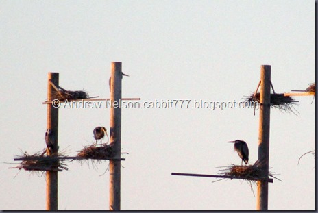 IMG_6932 - Copy (2)
