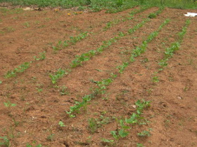 1st bean patch