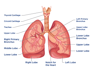 Human Lungs