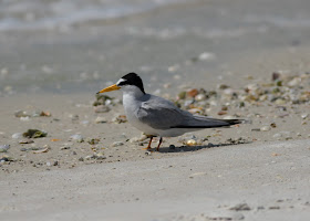 Least Tern - Carlos Pointe, Florida