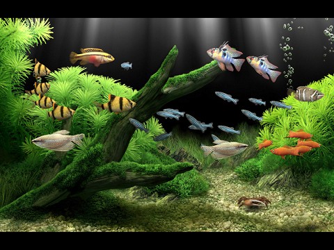 Fish Aquarium Screensaver Windows 7
